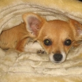 chihuahua_emmi_055