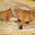 chihuahua_emmi_056