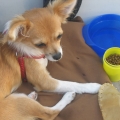 chihuahua_emmi_059